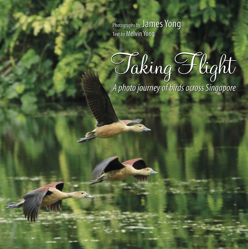 Taking Flight: A Photo Journey of Birds Across Singapore