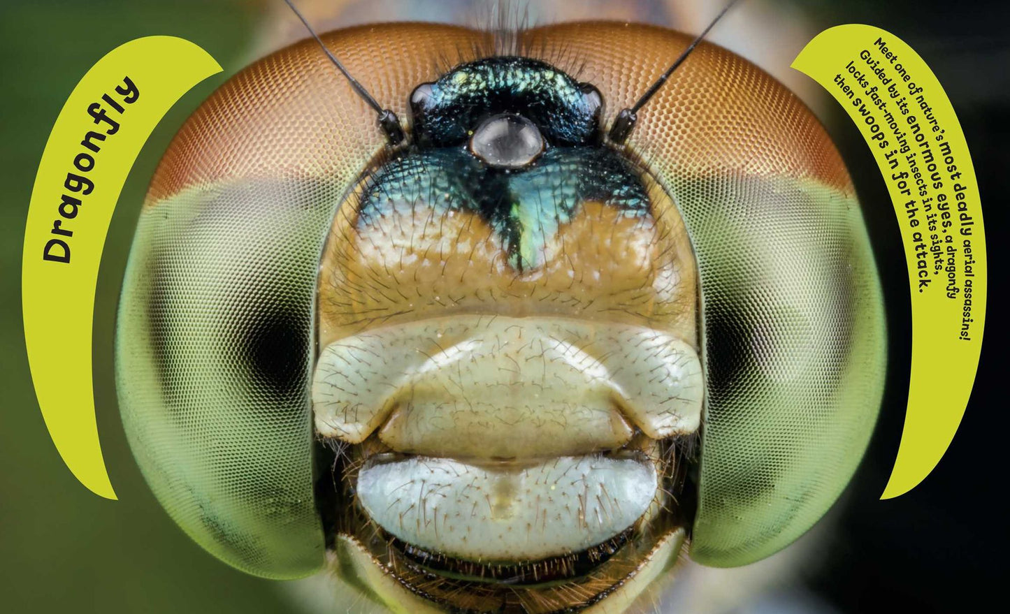Eye View - Bugs
