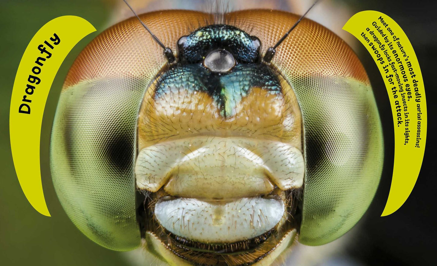 Eye View - Bugs