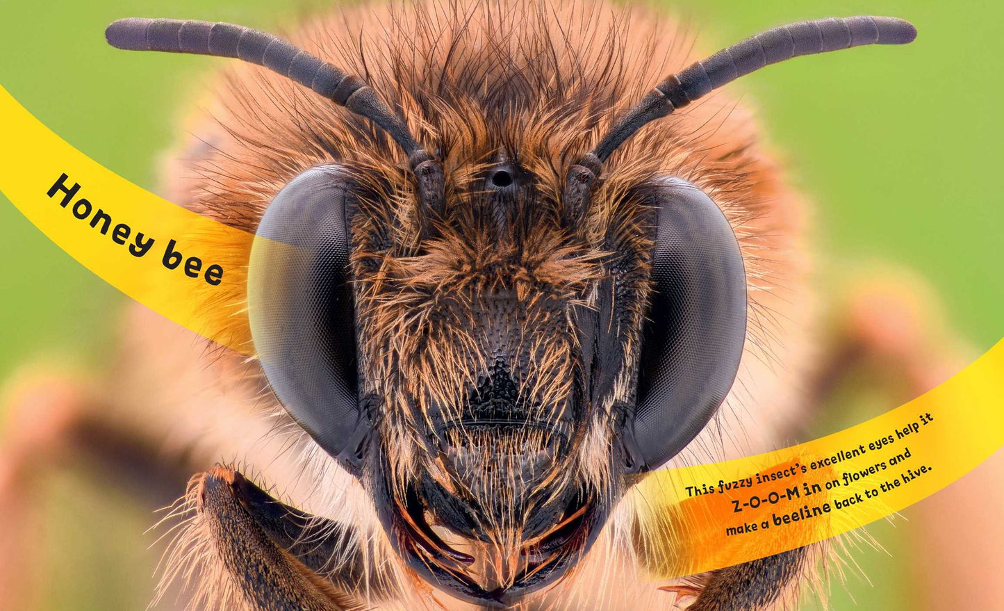 Eye View - Bugs