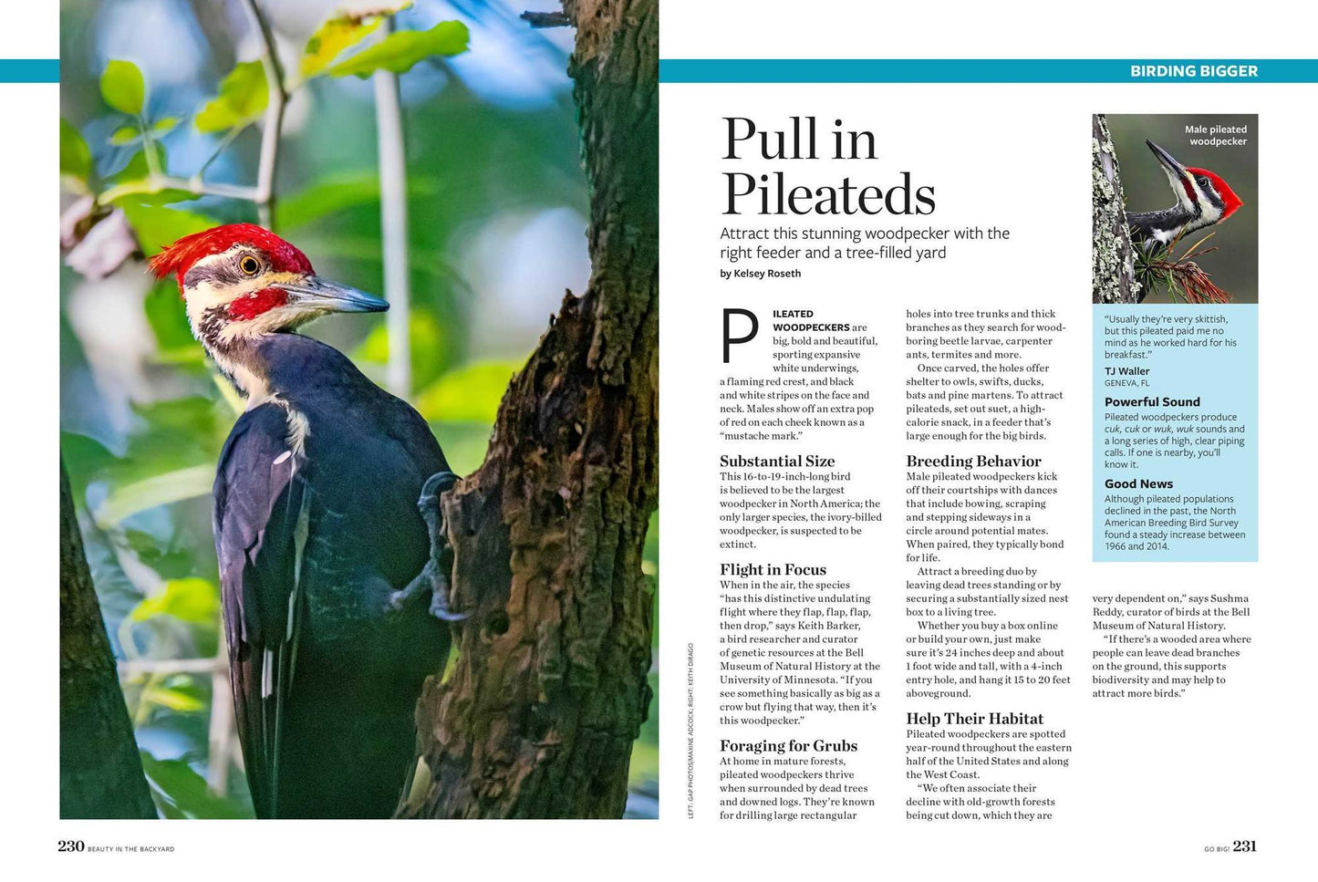 Birds & Blooms Beauty in the Backyard: 300+ TIPS, HINTS AND GARDEN GREATS TO CREATE AN OUTDOOR SPACE YOU CAN APPRECIATE YEAR-ROUND